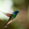 Vogels spotten Costa Rica